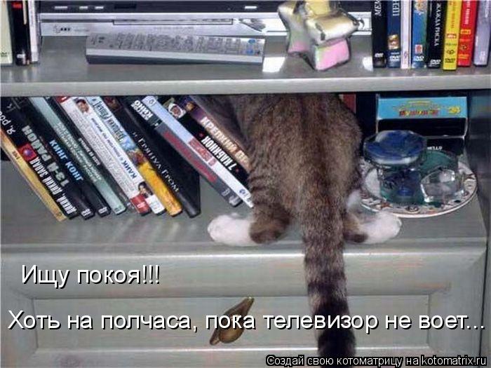 Ищу покоя!!! Хоть на полчаса, пока телевизор не воет...... Котоматрица: Ищу покоя!!! Хоть на полчаса, пока телевизор не воет...