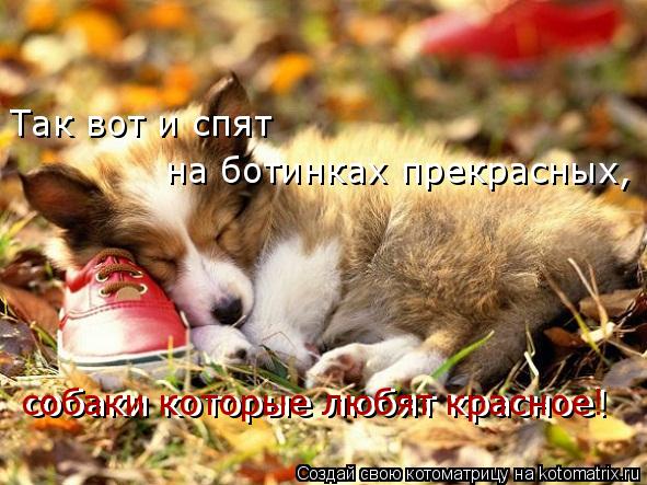 Так вот и спят на ботинках прекрасных, собаки которые любят красное! собаки которые любят красное!... Котоматрица: Так вот и спят на ботинках прекрасных, собаки которые любят красное! собаки которые любят красное!