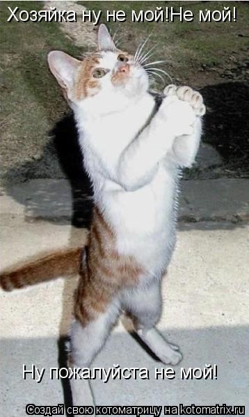 Хозяйка ну не мой!Не мой! Ну пожалуйста не мой!... Котоматрица: Хозяйка ну не мой!Не мой! Ну пожалуйста не мой!