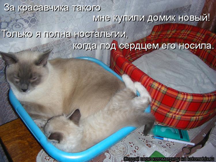 За красавчика такого мне купили домик новый! Только я полна ностальгии, когда под сердцем его носила.... Котоматрица: За красавчика такого мне купили домик новый! Только я полна ностальгии, когда под сердцем его носила.