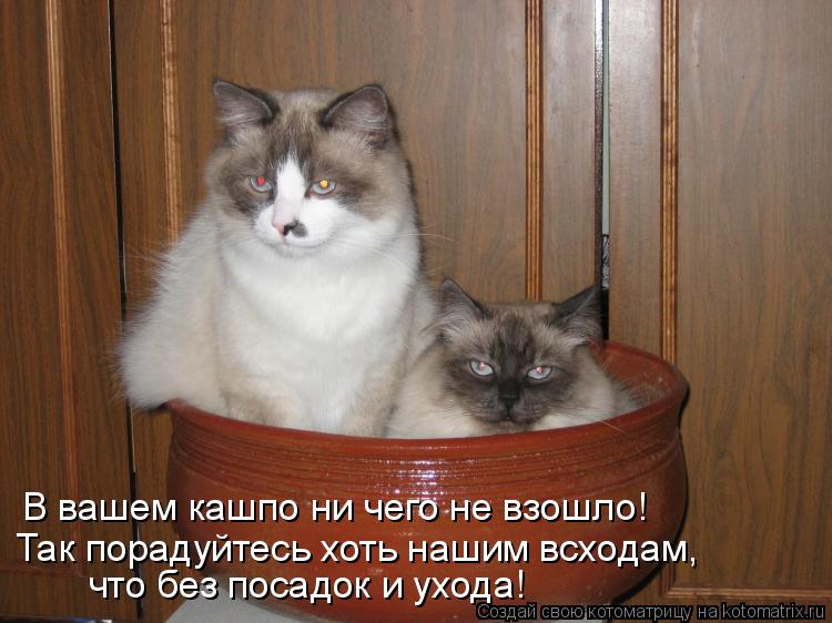В вашем кашпо ни чего не взошло! Так порадуйтесь хоть нашим всходам, что без посадок и ухода!... Котоматрица: В вашем кашпо ни чего не взошло! Так порадуйтесь хоть нашим всходам, что без посадок и ухода!