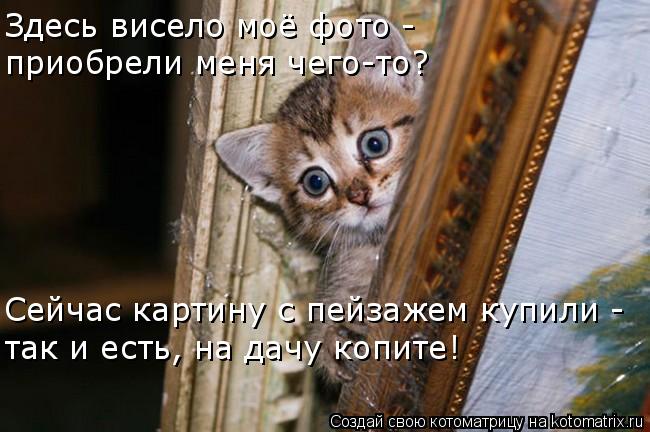 Здесь висело моё фото - приобрели меня чего-то? Сейчас картину с пейзажем купили - так и есть, на дач... Котоматрица: Здесь висело моё фото - приобрели меня чего-то? Сейчас картину с пейзажем купили - так и есть, на дачу копите!