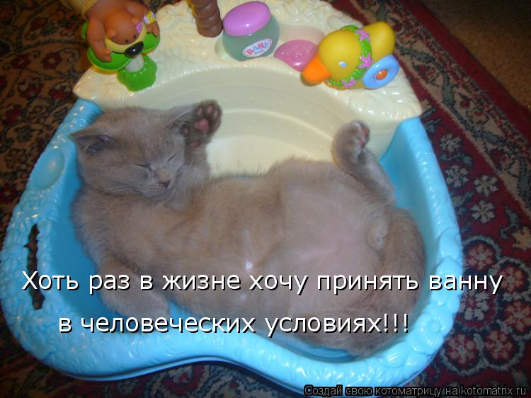 Котоматрица: Хоть раз в жизне хочу принять ванну  в человеческих условиях!!!