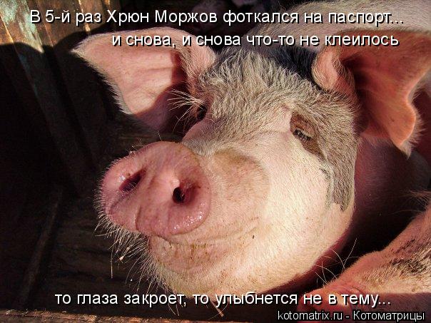 Котоматрица: В 5-й раз Хрюн Моржов фоткался на паспорт... и снова, и снова что-то не клеилось то глаза закроет, то улыбнется не в тему...