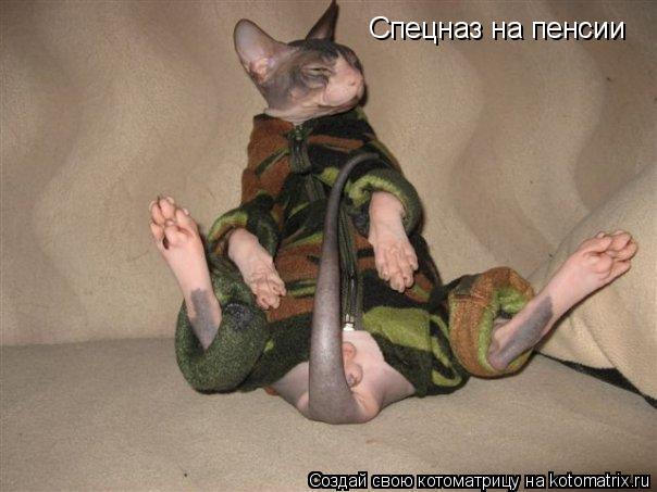 Котоматрица: Спецназ на пенсии