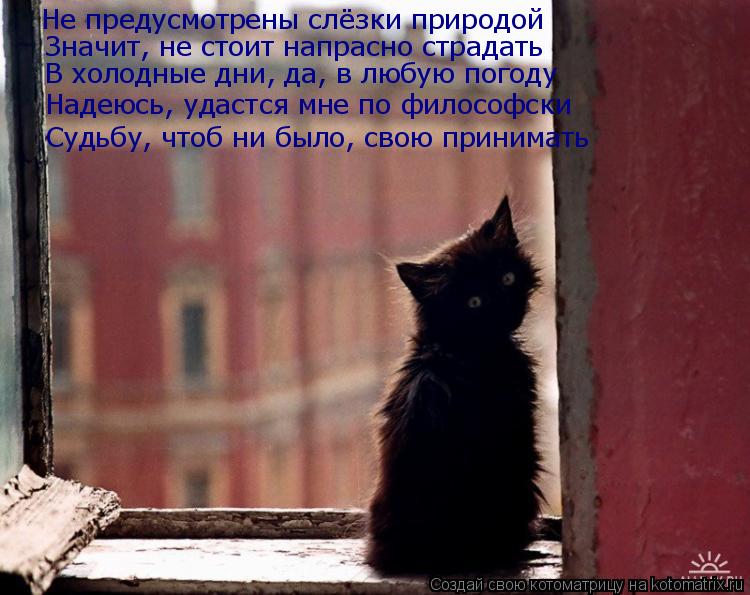 Котоматрица: Не предусмотрены слёзки природой Значит, не стоит напрасно страдать  В холодные дни, да, в любую погоду Надеюсь, удастся мне по философски С