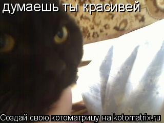 Котоматрица: думаешь ты красивей