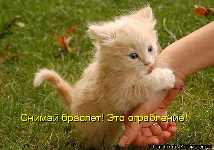 Снимай браслет! Это ограбление!... Котоматрица: Снимай браслет! Это ограбление!