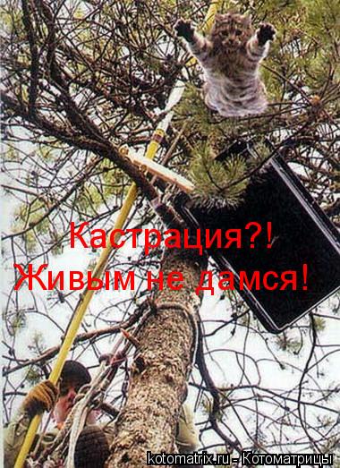 Котоматрица: Живым не дамся! Кастрация?!