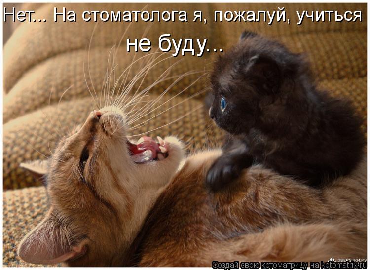 Котоматрица: Нет... На стоматолога я, пожалуй, учиться  не буду...