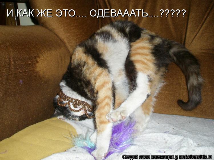 Котоматрица: И КАК ЖЕ ЭТО.... ОДЕВАААТЬ....?????