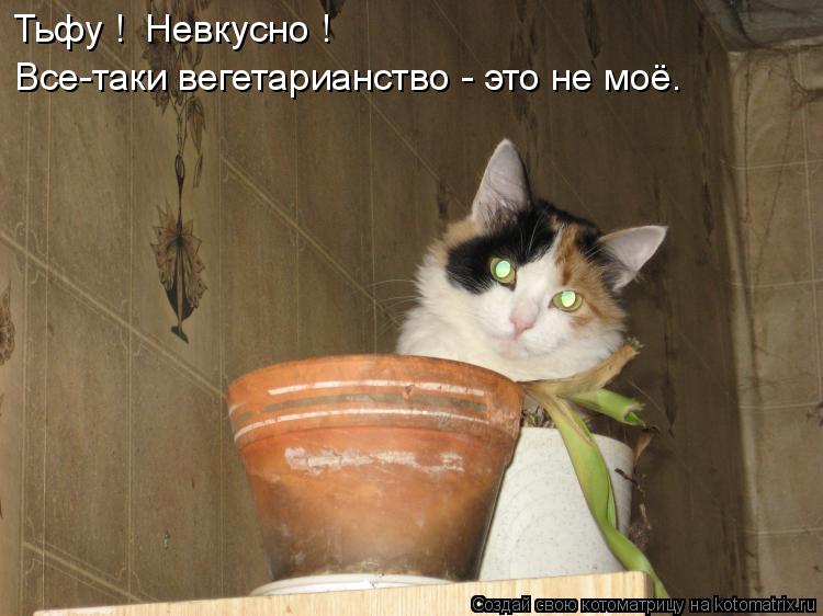Котоматрица: Тьфу !  Невкусно ! Все-таки вегетарианство - это не моё.