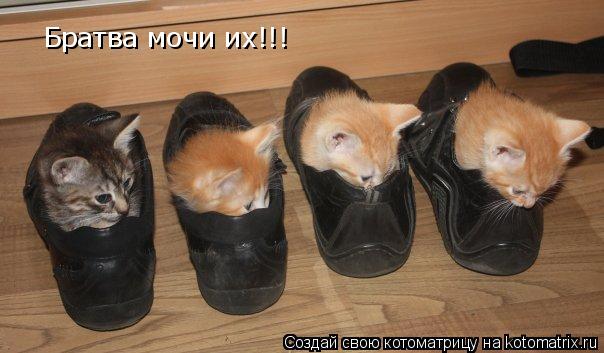 Котоматрица: Братва мочи их!!!