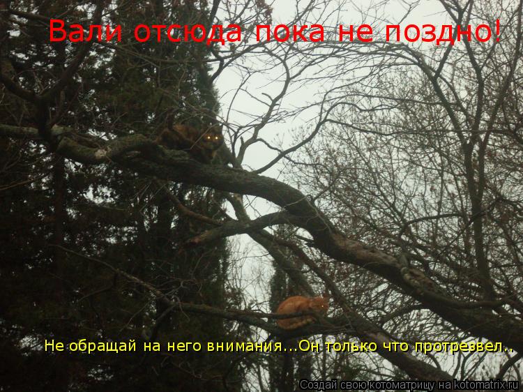 Котоматрица: Вали отсюда пока не поздно! Не обращай на него внимания...Он только что протрезвел..