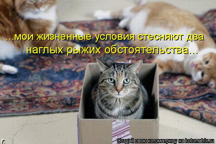 ...мои жизненные условия стесняют два наглых рыжих обстоятельства...... Котоматрица: ...мои жизненные условия стесняют два наглых рыжих обстоятельства...