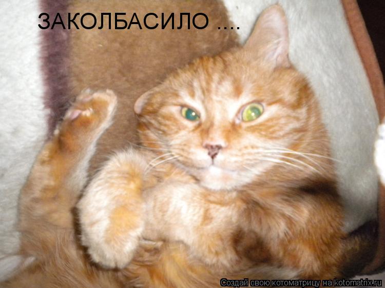 Котоматрица: ЗАКОЛБАСИЛО ....