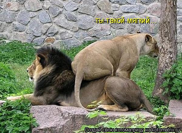 Котоматрица: ты такой мягкий...