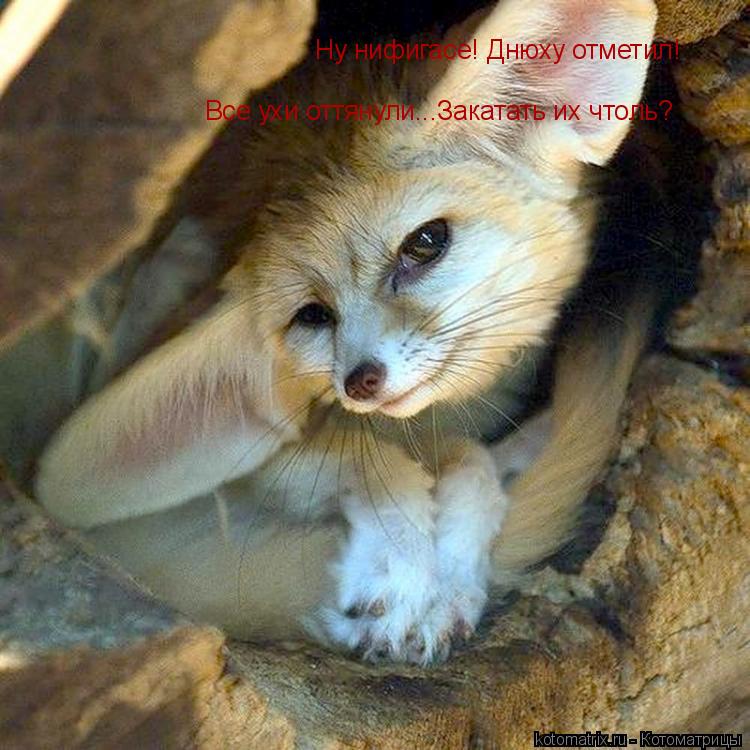 Котоматрица: Ну нифигасе! Днюху отметил! Все ухи оттянули...Закатать их чтоль?