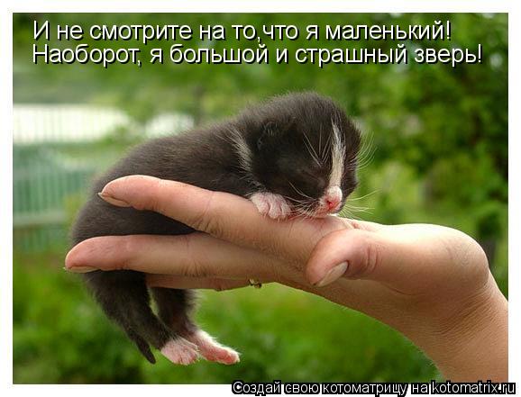 Котоматрица: И не смотрите на то,что я маленький! Наоборот, я большой и страшный зверь!