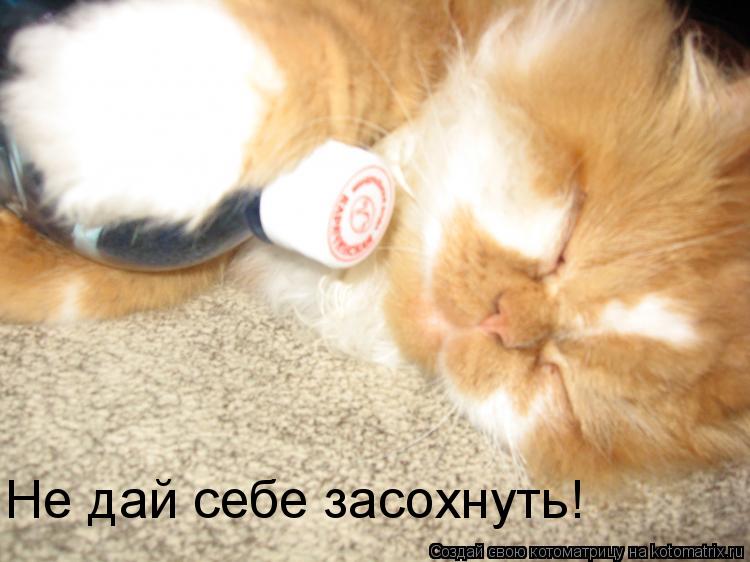 Котоматрица: Не дай себе засохнуть!