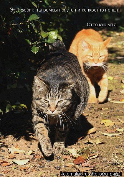 Котоматрица: Эээ! Бобик ,ты рамсы попутал и конкретно попал! -Отвечаю,мля....