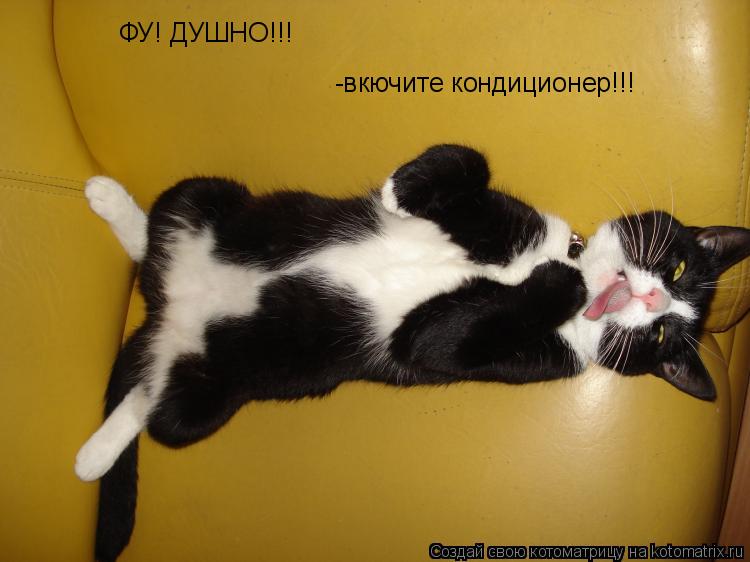 Котоматрица: ФУ! ДУШНО!!! -вкючите кондиционер!!!