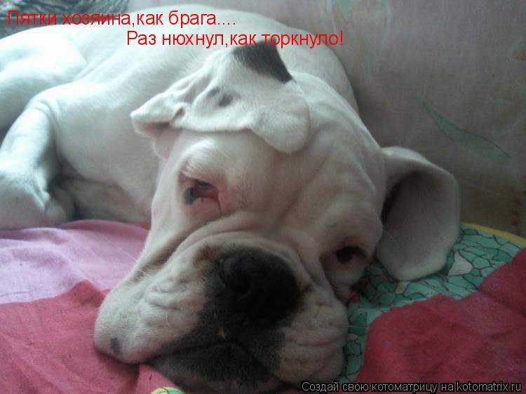 Котоматрица: Пятки хозяина,как брага.... Раз нюхнул,как торкнуло!