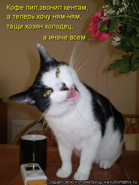 Котоматрица: Кофе пил,звонил кентам, а теперь хочу ням-ням, а теперь хочу ням-ням, тащи хозян холодец, а иначе всем ...