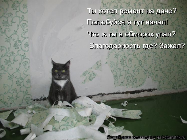 Ты хотел ремонт на даче? Полюбуйся я тут начал! Что ж ты в обморок упал? Благодарность где? Зажал?... Котоматрица: Ты хотел ремонт на даче? Полюбуйся я тут начал! Что ж ты в обморок упал? Благодарность где? Зажал?