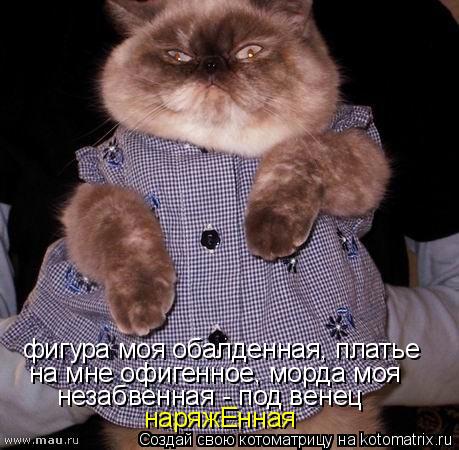 Котоматрица: фигура моя обалденная, платье на мне офигенное, морда моя незабвенная - под венец наряжЕнная