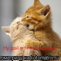 Котоматрица: Ну дай я тебя поцелую!