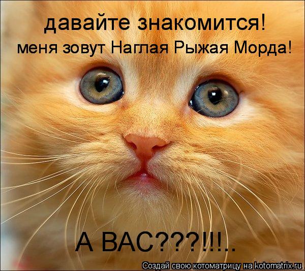 Котоматрица: давайте знакомится! меня зовут Наглая Рыжая Морда! А ВАС???!!!.. А ВАС???!!!.. меня зовут Наглая Рыжая Морда!