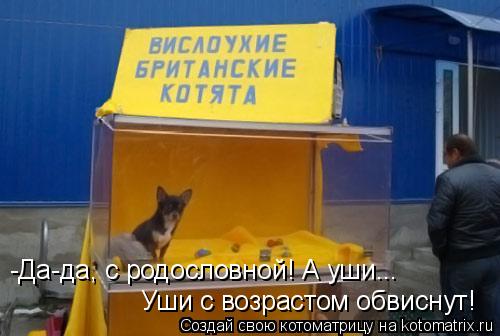 -Да-да, с родословной! А уши... Уши с возрастом обвиснут!... Котоматрица: -Да-да, с родословной! А уши... Уши с возрастом обвиснут!