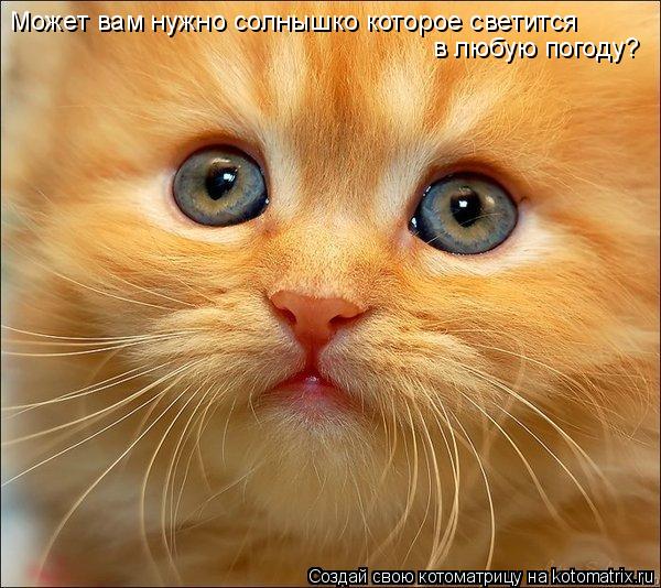 Может вам нужно солнышко которое светится в любую погоду?... Котоматрица: Может вам нужно солнышко которое светится в любую погоду?