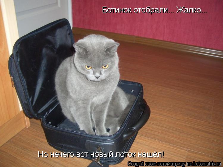 Котоматрица: Ботинок отобрали... Жалко... Но нечего вот новый лоток нашёл!