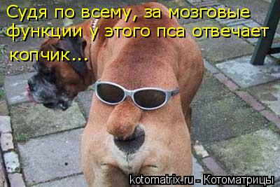 Котоматрица: функции у этого пса отвечает копчик... Судя по всему, за мозговые