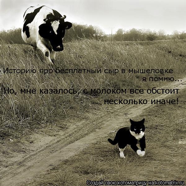 Котоматрица: Историю про бесплатный сыр в мышеловке я помню... Но, мне казалось, с молоком все обстоит  несколько иначе!