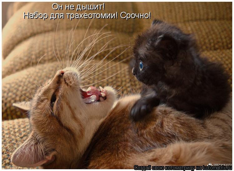 Он не дышит! Набор для трахеотомии! Срочно!... Котоматрица: Он не дышит! Набор для трахеотомии! Срочно!