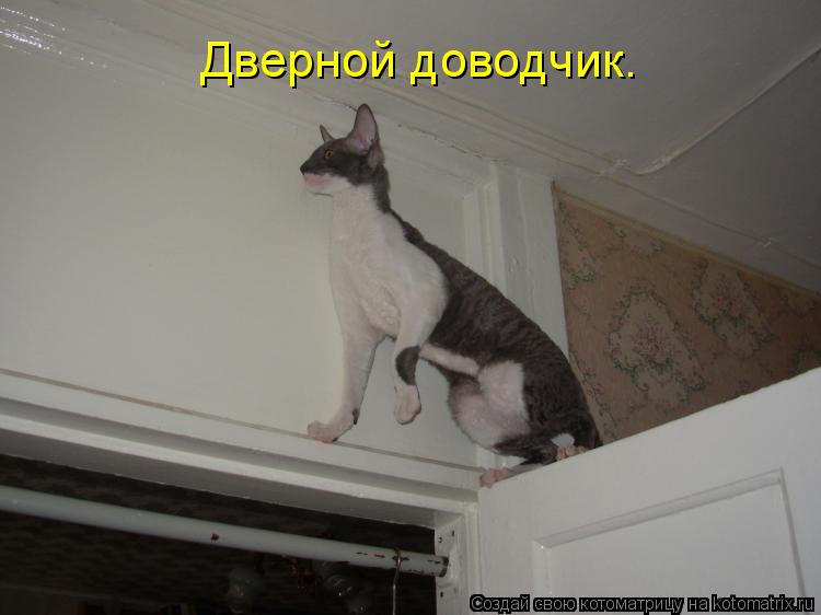 Дверной доводчик.... Котоматрица: Дверной доводчик.