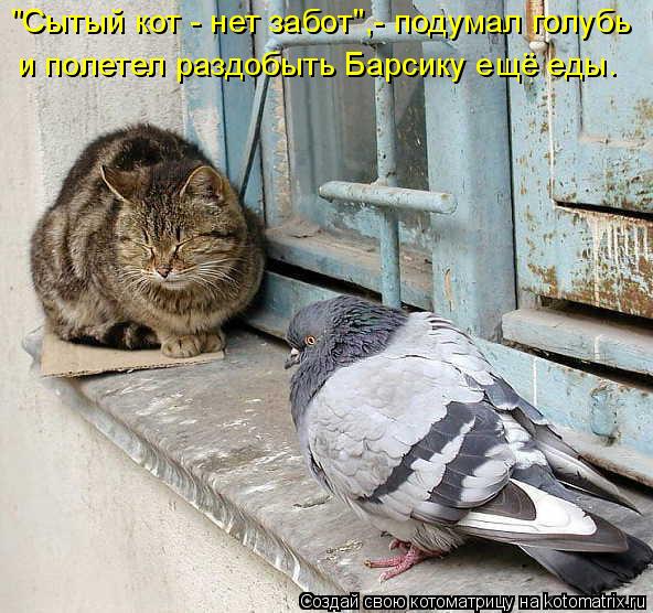 "Сытый кот - нет забот",- подумал голубь и полетел раздобыть Барсику ещё еды.... Котоматрица: "Сытый кот - нет забот",- подумал голубь и полетел раздобыть Барсику ещё еды.