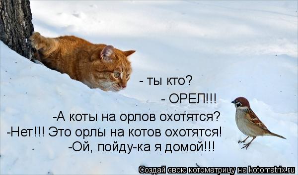 Котоматрица: - ты кто? - ОРЕЛ!!! -А коты на орлов охотятся? -Нет!!! Это орлы на котов охотятся! -Ой, пойду-ка я домой!!!
