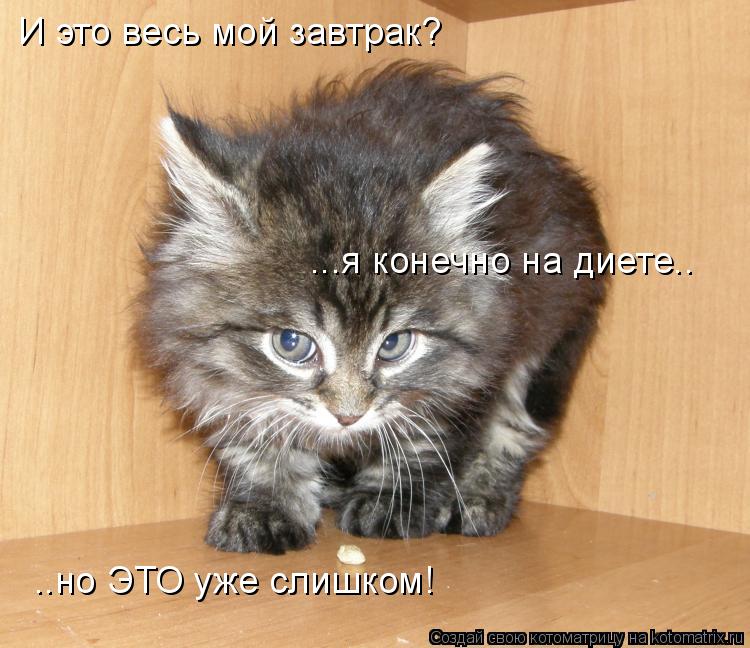 Котоматрица: И это весь мой завтрак? ...я конечно на диете.. ..но ЭТО уже слишком!