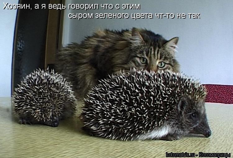 Котоматрица: Хозяин, а я ведь говорил что с этим  сыром зеленого цвета чт-то не так
