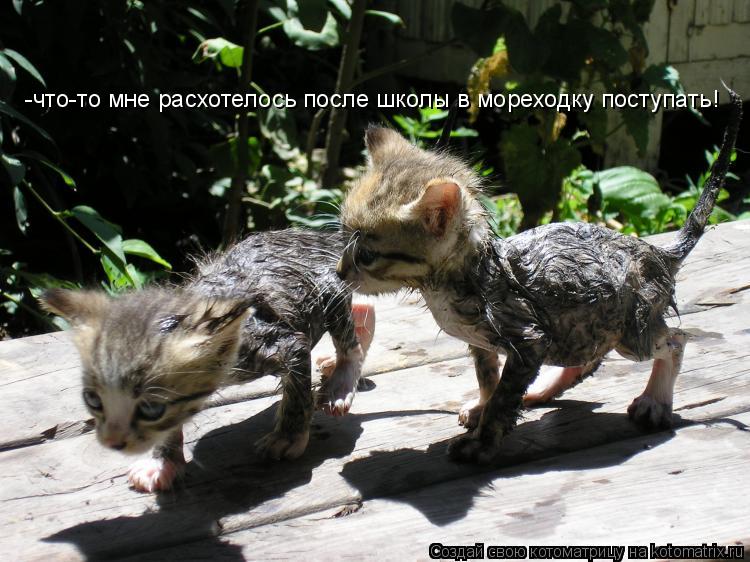 -что-то мне расхотелось после школы в мореходку поступать!... Котоматрица: -что-то мне расхотелось после школы в мореходку поступать!