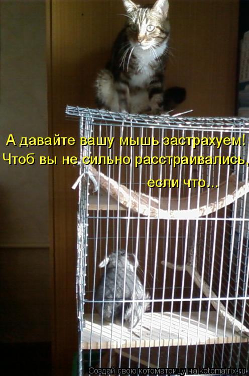 А давайте вашу мышь застрахуем! Чтоб вы не сильно расстраивались, если что...... Котоматрица: А давайте вашу мышь застрахуем! Чтоб вы не сильно расстраивались, если что...