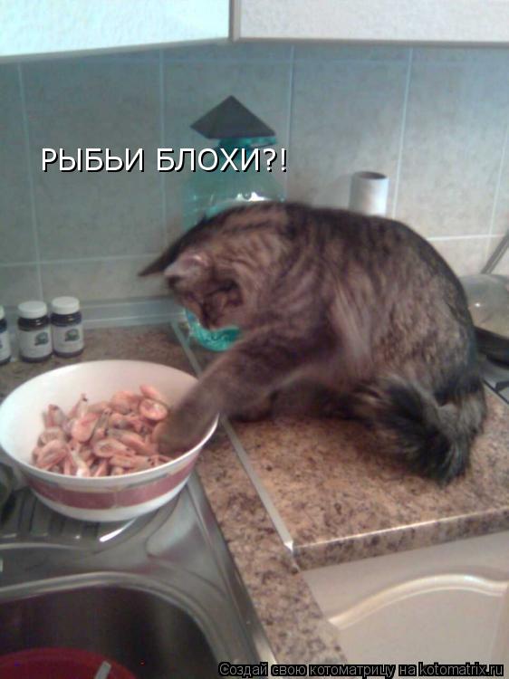 РЫБЬИ БЛОХИ?!... Котоматрица: РЫБЬИ БЛОХИ?!