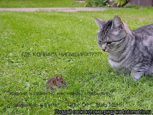 Котоматрица: пришлось валить... ТОЛЬКО НЕ ЕШЬ МЕНЯ .... извини хозяин но нас менты накрыли....  ГДЕ КОЛБАСА ЧИПУШИЛА?????