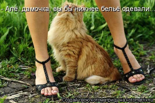 Котоматрица: - Алё, дамочка, вы бы нижнее бельё одевали...