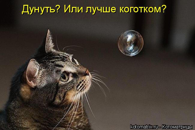 Дунуть? Или лучше коготком?... Котоматрица: Дунуть? Или лучше коготком?