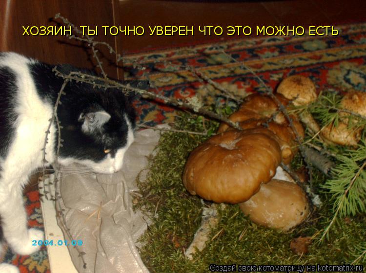 Котоматрица: ХОЗЯИН  ТЫ ТОЧНО УВЕРЕН ЧТО ЭТО МОЖНО ЕСТЬ